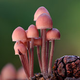 Bleeding fairy helmet (Mycena haematopus).