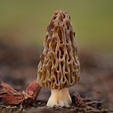 Natural black morel (Morchella snyderi).