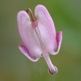 Shorthorn steer's head (Dicentra pauciflora).