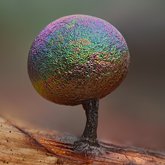 Lamproderma slime mold.