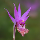 Western fairy slipper (Calypso bulbosa var. occidentalis).