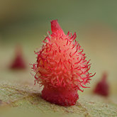 Crystalline gall wasp (Feron crystallinum.