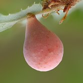Pear gall wasp (Cynips maculosus).