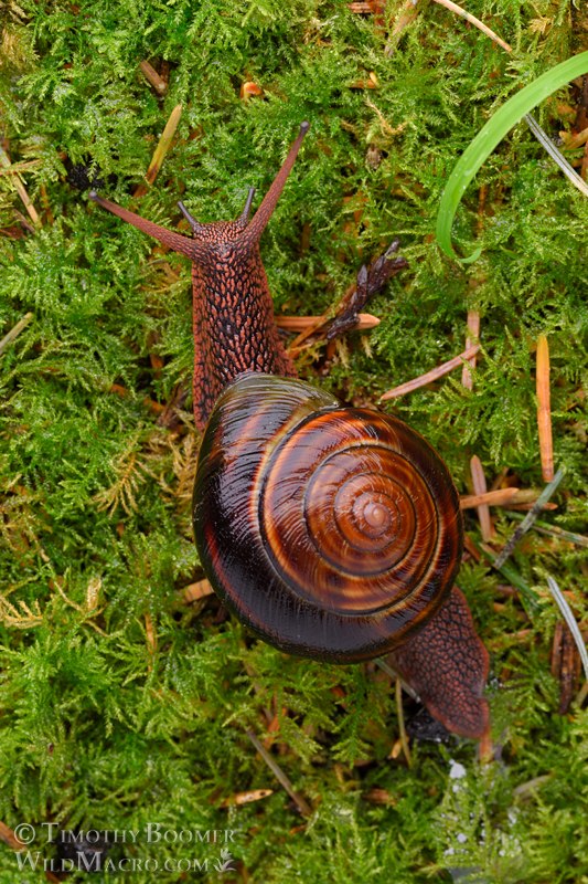 Pacific sideband snail (Monadenia fidelis). Humboldt County, California, USA Stock Photo ID=ANI0118 Pacific sideband snail (Monadenia fidelis). Humboldt County, California, USA Stock Photo ID=ANI0118