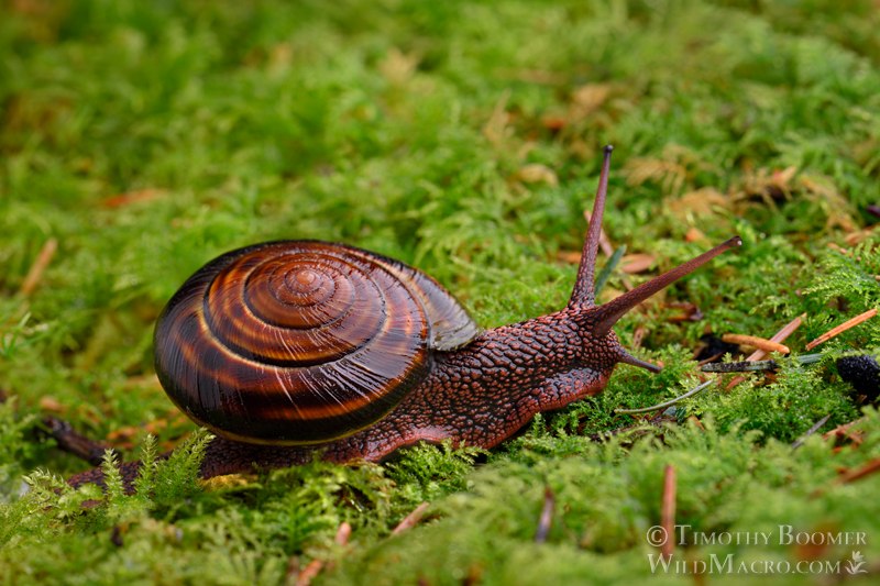 Pacific sideband snail (Monadenia fidelis). Humboldt County, California, USA Stock Photo ID=ANI0119 Pacific sideband snail (Monadenia fidelis). Humboldt County, California, USA Stock Photo ID=ANI0119