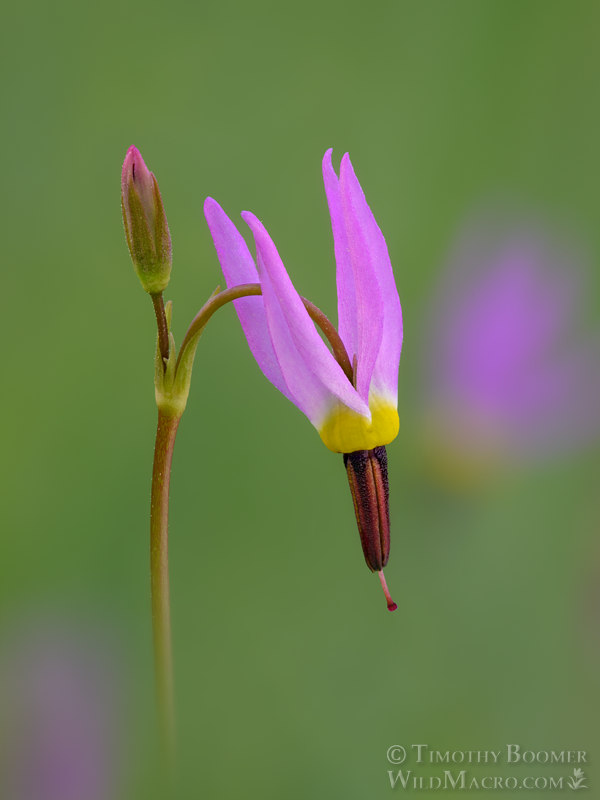 Alpine shooting star (Primula tetrandra).  Carson Pass, Eldorado National Forest, Sierra Nevada, Alpine County, California, USA. Stock Photo ID=PLA0715