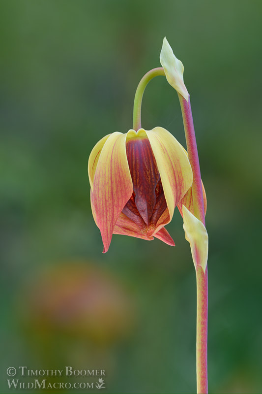 California pitcher plant (Darlingtonia californica).  Butterfly Valley Botanical Area, Plumas National Forest, Sierra Nevada, Plumas County, California, USA. Stock Photo ID=PLA0716