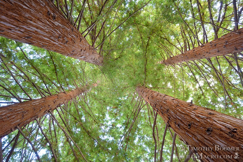 Coast redwood trees (Sequoia sempervirens). Solano County, California, USA.  Stock Photo ID=PLA0729