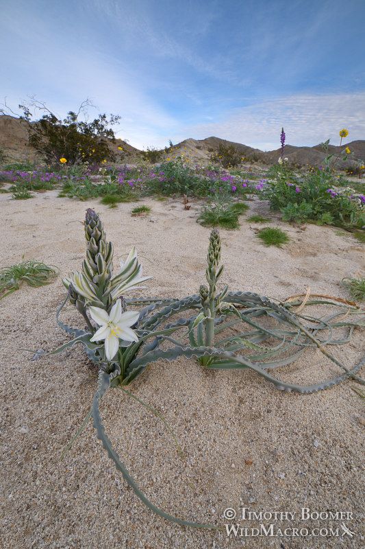 Desert lily (Hesperocallis undulata).  Anza-Borrego Desert State Park, San Diego County, California, USA.  Stock Photo ID=PLA0602