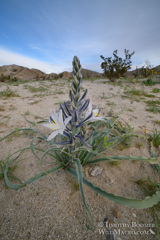 Desert lily (Hesperocallis undulata).  Anza-Borrego Desert State Park, San Diego County, California, USA.  Stock Photo ID=PLA0603