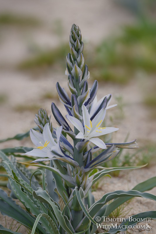 Desert lily (Hesperocallis undulata) - Desert Wildflower Pictures