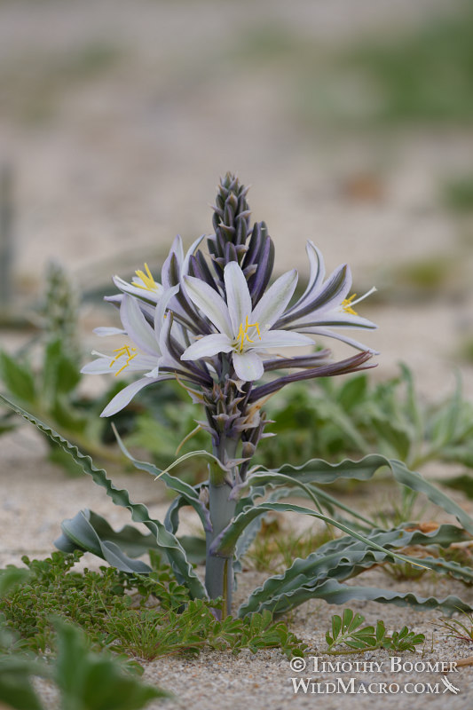 Desert lily (Hesperocallis undulata).  Anza-Borrego Desert State Park, San Diego County, California, USA.  Stock Photo ID=PLA0605