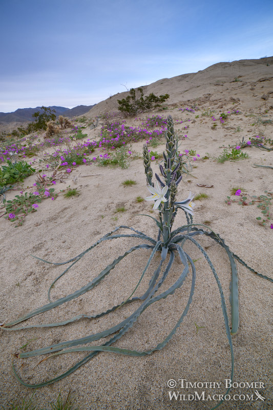 Desert lily (Hesperocallis undulata).  Anza-Borrego Desert State Park, San Diego County, California, USA.  Stock Photo ID=PLA0606