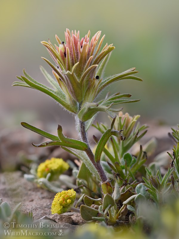 Dwarf alpine paintbrush (Castilleja nana). Carson Pass, Eldorado National Forest, Sierra Nevada, Alpine County, California, USA. Stock Photo ID=PLA0738 Dwarf alpine paintbrush (Castilleja nana). Carson Pass, Eldorado National Forest, Sierra Nevada, Alpine County, California, USA. Stock Photo ID=PLA0738