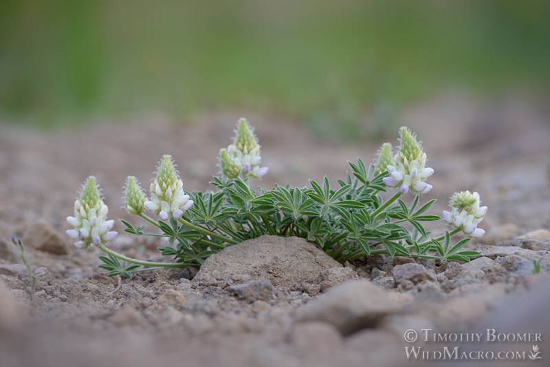 Dwarf lupine or Lobb's lupine (Lupinus lepidus var. lobbii).  Carson Pass, Eldorado National Forest, Alpine County, California, USA. Stock Photo ID=PLA0730