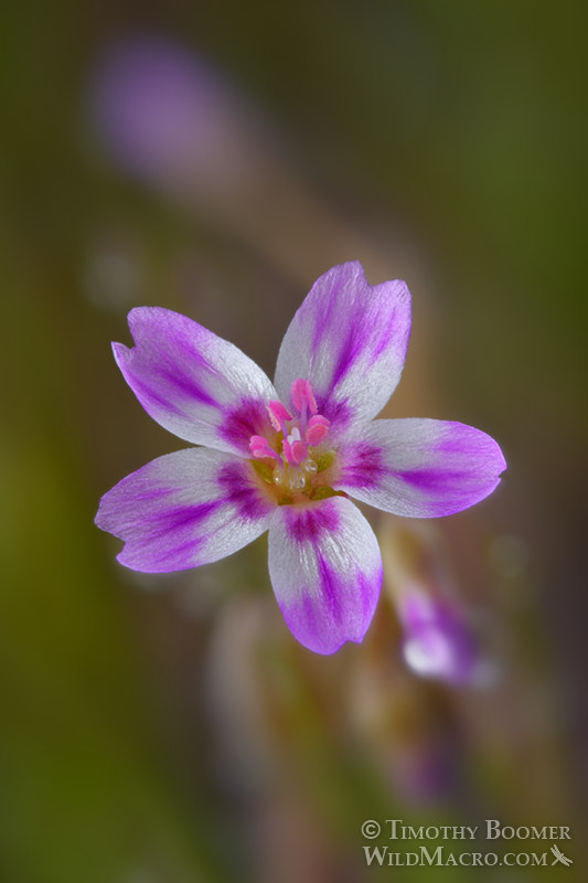 Gypsum springbeauty (Claytonia gypsophiloides).  Mount Diablo State Park, Contra Costa County, California, USA.  Stock Photo ID=PLA0619