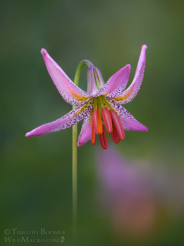 Kellogg's lily (Lilium kelloggii).  Humboldt County, California, USA.  Stock Photo ID=PLA0713