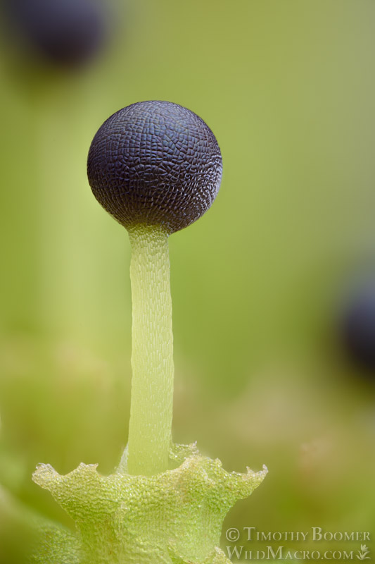 Long-bristled frillwort (Fossombronia longiseta).  Vacaville, Solano County, California, USA. Stock Photo ID=PLA0734