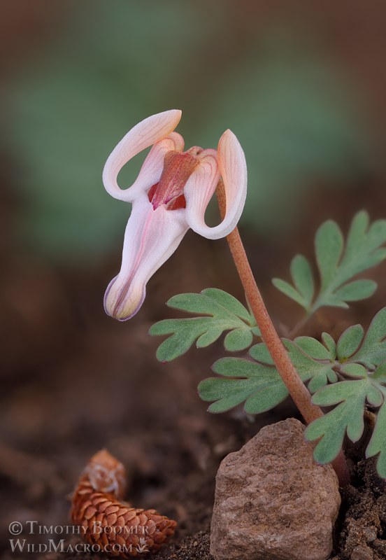 Longhorn steer's head (Dicentra uniflora).  Carson Pass, Eldorado National Forest, Sierra Nevada, Alpine County, California, USA. Stock Photo ID=PLA0731