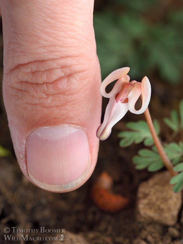 Longhorn steer's head (Dicentra uniflora).  Carson Pass, Eldorado National Forest, Sierra Nevada, Alpine County, California, USA. Stock Photo ID=PLA0732