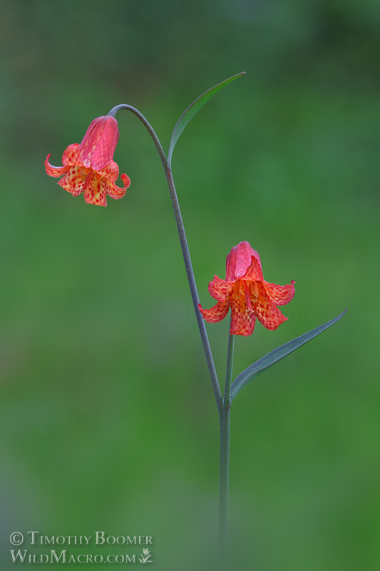 Scarlet fritillary (Fritillaria recurva). Solano County, California, USA. Stock Photo ID=PLA0680