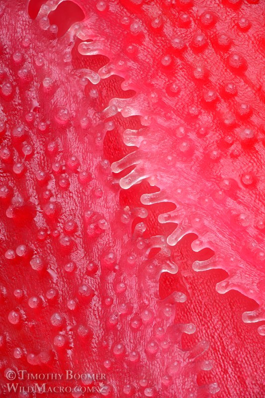 Snow plant (Sarcodes sanguinea), extreme close-up of trichomes. Eldorado National Forest, Sierra Nevada, El Dorado County, California. Stock Photo ID=PLA0727 Snow plant (Sarcodes sanguinea), extreme close-up of trichomes. Eldorado National Forest, Sierra Nevada, El Dorado County, California. Stock Photo ID=PLA0727