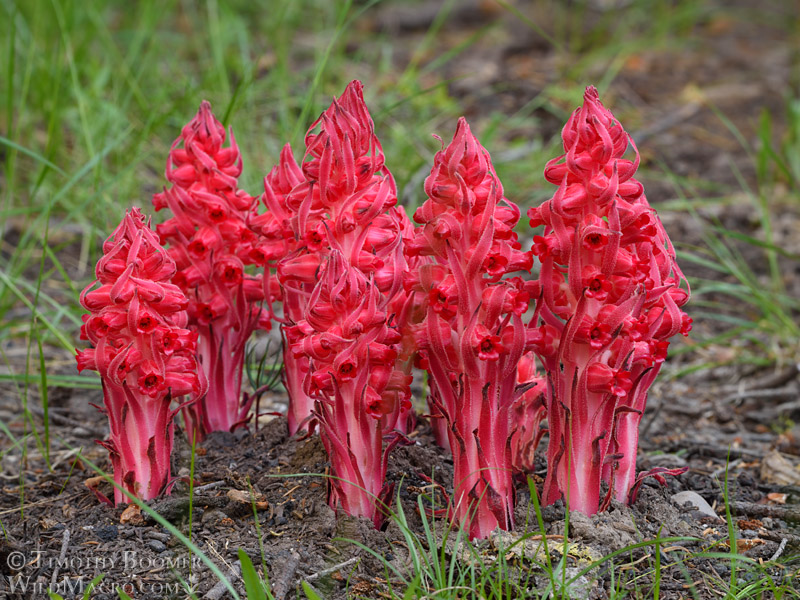 Snow plant (Sarcodes sanguinea). Thunder Mountain Trail, Eldorado National Forest, Sierra Nevada, Amador County, California. Stock Photo ID=PLA0418 Snow plant (Sarcodes sanguinea). Thunder Mountain Trail, Eldorado National Forest, Sierra Nevada, Amador County, California. Stock Photo ID=PLA0418