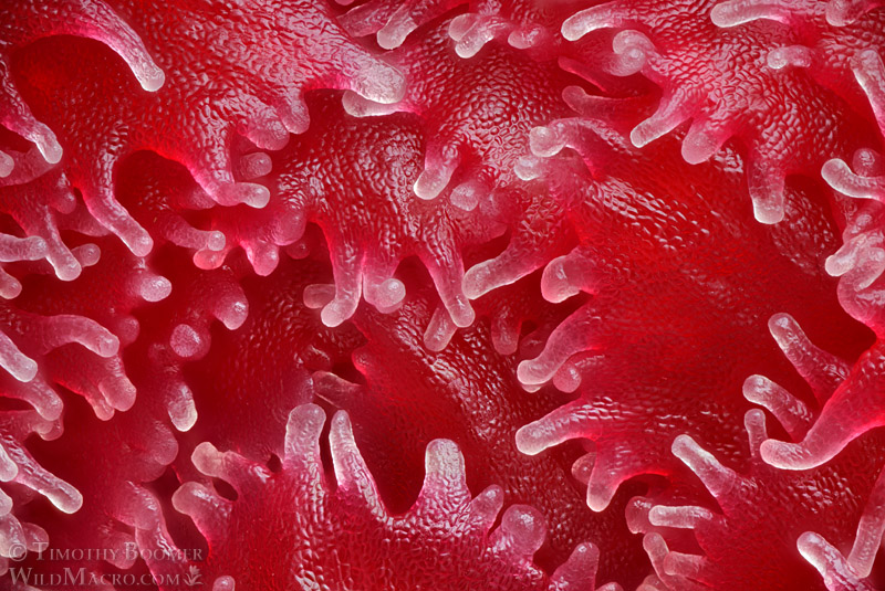 Snow plant (Sarcodes sanguinea), extreme close-up of trichomes. Eldorado National Forest, Sierra Nevada, Amador County, California. Stock Photo ID=PLA0737 Snow plant (Sarcodes sanguinea), extreme close-up of trichomes. Eldorado National Forest, Sierra Nevada, Amador County, California. Stock Photo ID=PLA0737