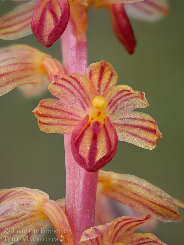Striped coralroot (Corallorhiza striata).  Tahoe National Forest, Sierra Nevada, Nevada County, California, USA.  Stock Photo ID=PLA0728