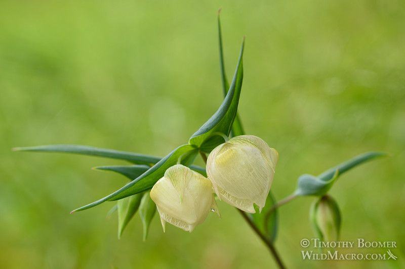  Linterna blanca de hadas (Calochortus albus), una flor silvestre nativa y endémica de California. Reserva Regional de Minas de Diamantes Negros, CA. ID de foto de archivo=PLA0350