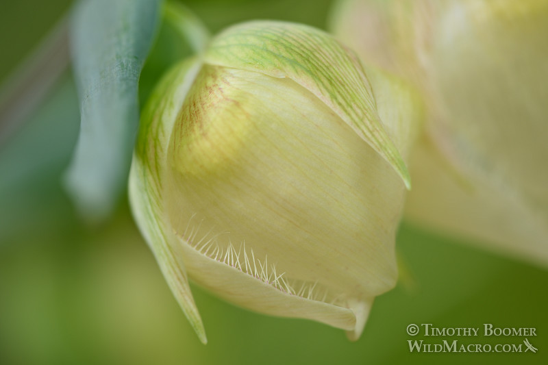  Linterna blanca de hadas (Calochortus albus), una flor silvestre nativa y endémica de California. Reserva Regional de Minas de Diamantes Negros, CA. ID de foto de archivo = PLA0351
