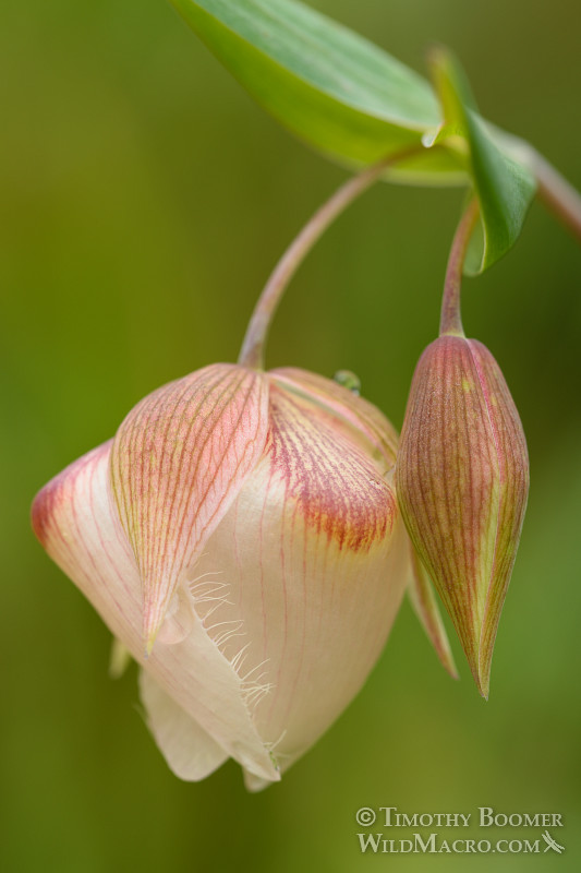  Linterna blanca de hadas (Calochortus albus), una flor silvestre nativa y endémica de California. Reserva Regional de Minas de Diamantes Negros, CA. ID de foto de archivo = PLA0352
