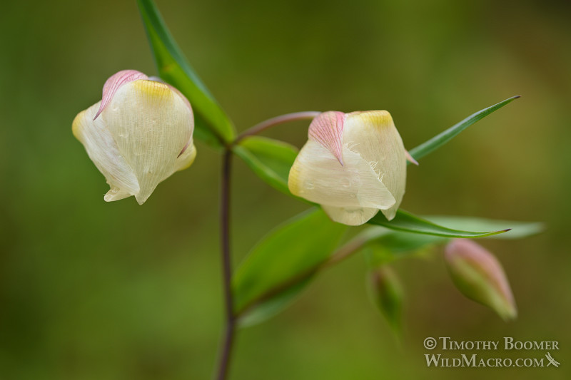  Linterna blanca de hadas (Calochortus albus), una flor silvestre nativa y endémica de California. Reserva Regional de Minas de Diamantes Negros, CA. ID de foto de archivo = PLA0353