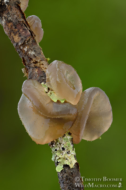 Black witch's butter (Exidia glandulosa).  Briones Regional Park, Contra Costa County, California, USA.  Stock Photo ID=FUN0335