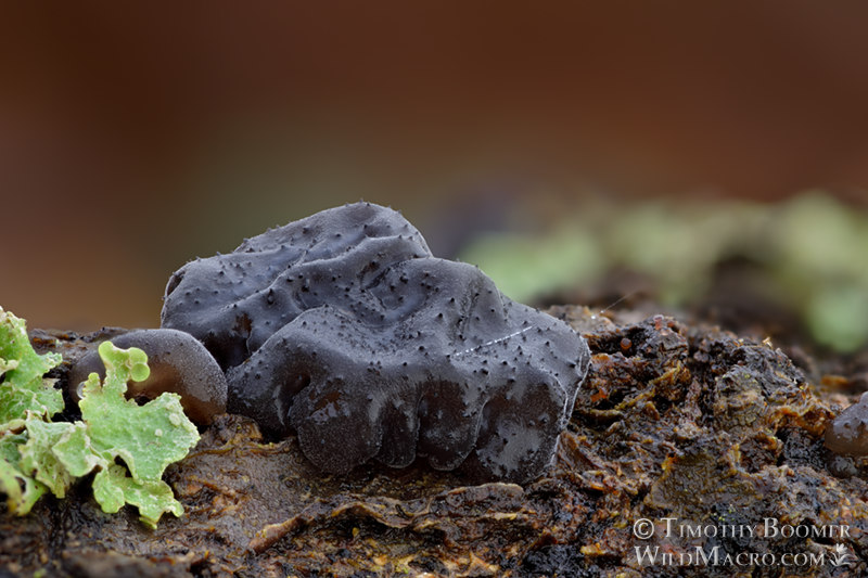 Black witch's butter (Exidia glandulosa).  Briones Regional Park, Contra Costa County, California, USA.  Stock Photo ID=FUN0336