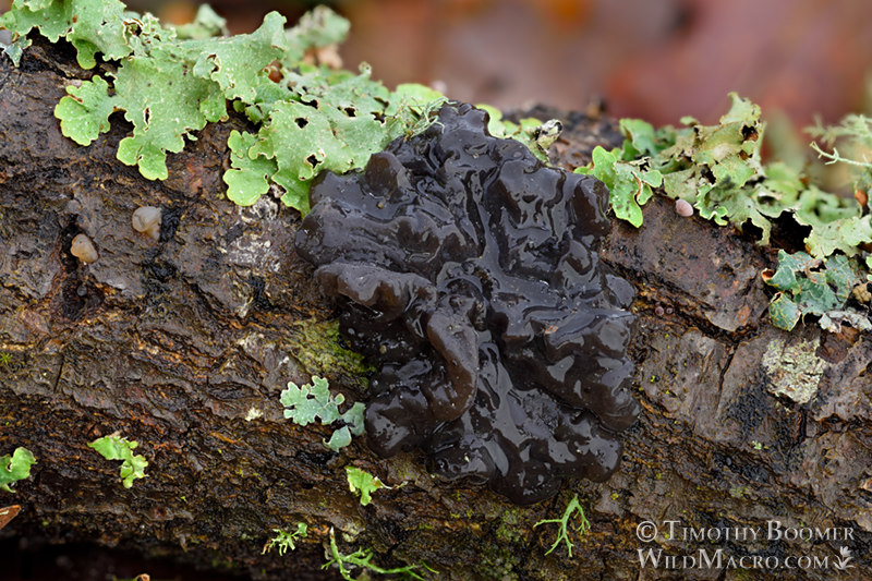 Black witch's butter (Exidia glandulosa).  Briones Regional Park, Contra Costa County, California, USA.  Stock Photo ID=FUN0337