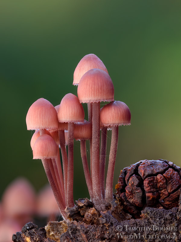 Bleeding fairy helmet (Mycena haematopus).  Portola Redwoods State Park, San Mateo County, California, USA.  Stock Photo ID=FUN0433