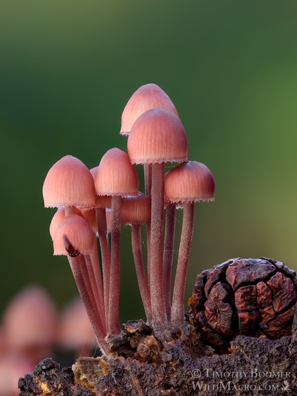 Bleeding fairy helmet (Mycena haematopus).  Portola Redwoods State Park, San Mateo County, California, USA.  Stock Photo ID=FUN0434