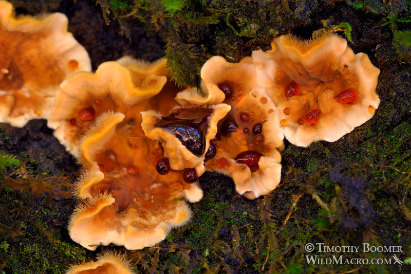 Bleeding oak crust (Stereum gausapatum) with red juice drops (guttation).  Mount Tamalpais State Park, Marin County, California, USA. Stock Photo ID=FUN0256