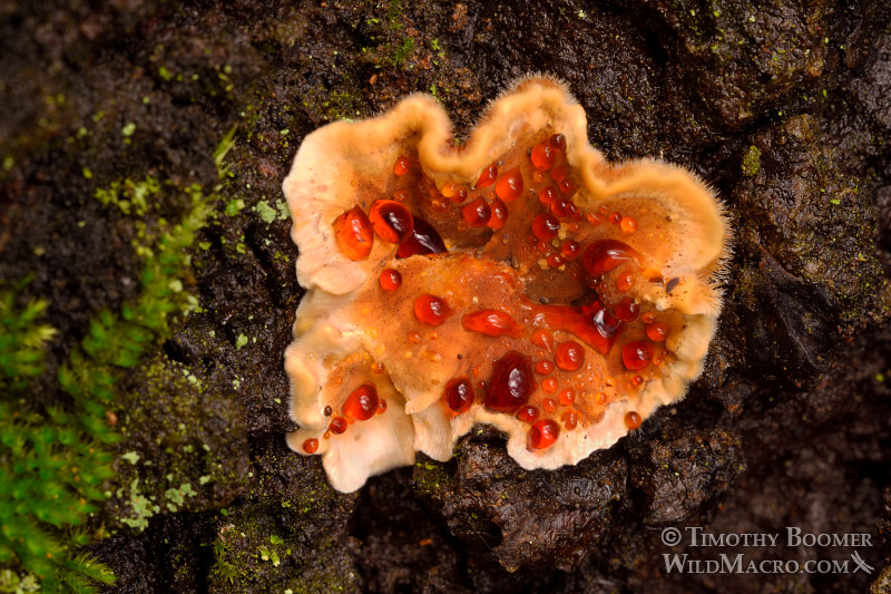 Bleeding oak crust (Stereum gausapatum) with red juice drops (guttation).  Mount Tamalpais State Park, Marin County, California, USA. Stock Photo ID=FUN0257