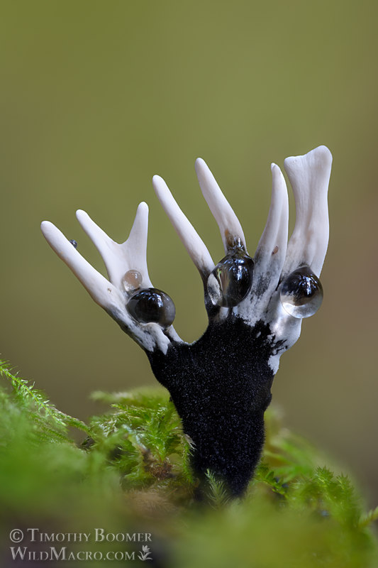 Candlesnuff fungus (Xylaria hypoxylon). Kruse Rhododendron SNR, Sonoma County, California, USA.  Stock Photo ID=FUN0437