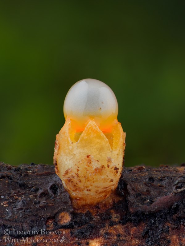 Cannonball fungus (Sphaerobolus stellatus). Point Reyes National Seashore, Marin County, California, USA. Stock Photo ID=FUN0326 Cannonball fungus (Sphaerobolus stellatus). Point Reyes National Seashore, Marin County, California, USA. Stock Photo ID=FUN0326