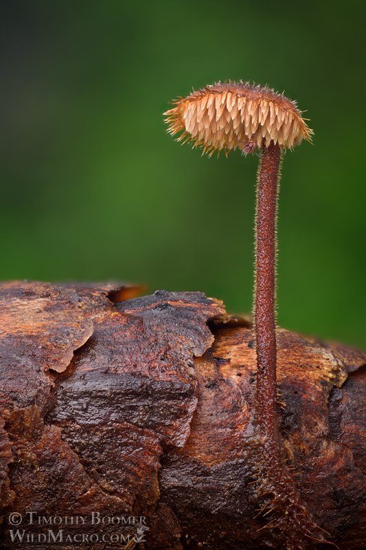Earpick fungus (Auriscalpium vulgare).  Samuel P. Taylor State Park, Marin County, California, USA.  Stock Photo ID=FUN0458
