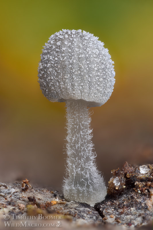 Frosty bonnet (Mycena tenerrima).  Marin County, California, USA.  Stock Photo ID=FUN0435