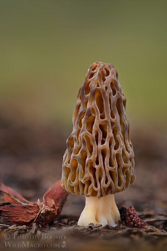Natural black morel (Morchella snyderi). Tahoe National Forest, Nevada County, California, USA. Stock Photo ID=FUN0445 Natural black morel (Morchella snyderi). Tahoe National Forest, Nevada County, California, USA. Stock Photo ID=FUN0445