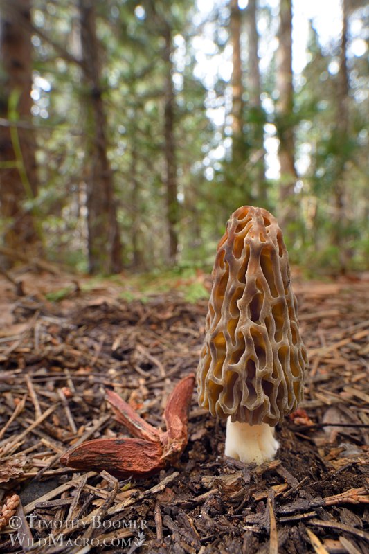 Natural black morel (Morchella snyderi). Tahoe National Forest, Nevada County, California, USA. Stock Photo ID=FUN0446 Natural black morel (Morchella snyderi). Tahoe National Forest, Nevada County, California, USA. Stock Photo ID=FUN0446