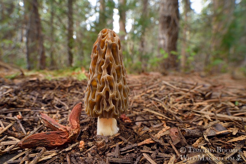 Natural black morel (Morchella snyderi). Tahoe National Forest, Nevada County, California, USA. Stock Photo ID=FUN0447 Natural black morel (Morchella snyderi). Tahoe National Forest, Nevada County, California, USA. Stock Photo ID=FUN0447
