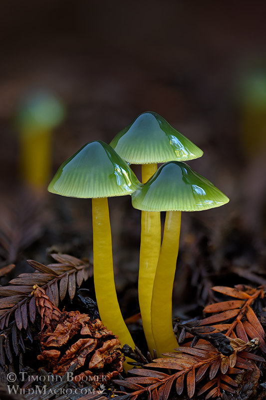 Favorites Mushroom Pictures Wild Macro Stock Photography
