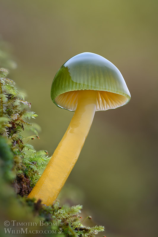 Parrot mushroom (Gliophorus psittacinus). Portola Redwoods State Park, San Mateo County, California, USA.  Stock Photo ID=FUN0442