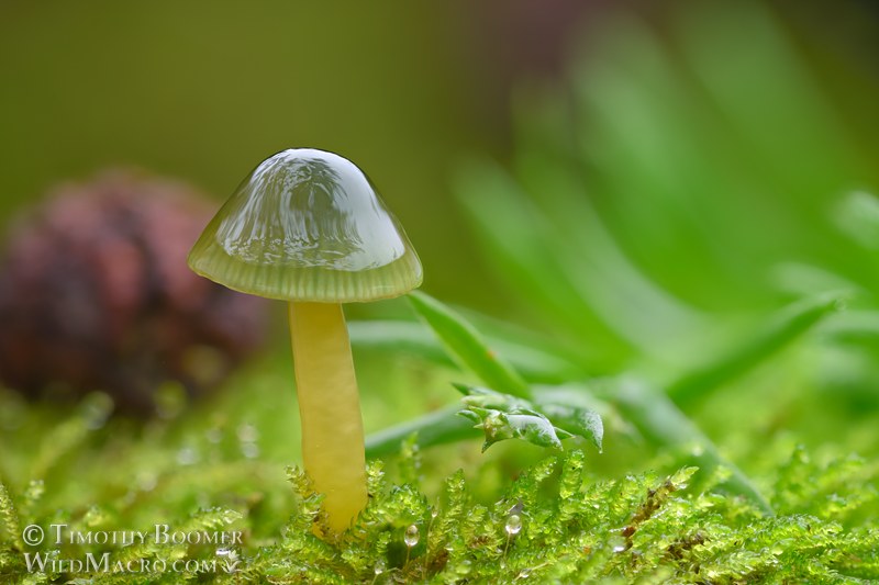 Parrot waxcap mushroom (Gliophorus psittacinus). Kruse Rhododendron SNR, Sonoma County, California, USA. Stock Photo ID=FUN0453 Parrot waxcap mushroom (Gliophorus psittacinus). Kruse Rhododendron SNR, Sonoma County, California, USA. Stock Photo ID=FUN0453